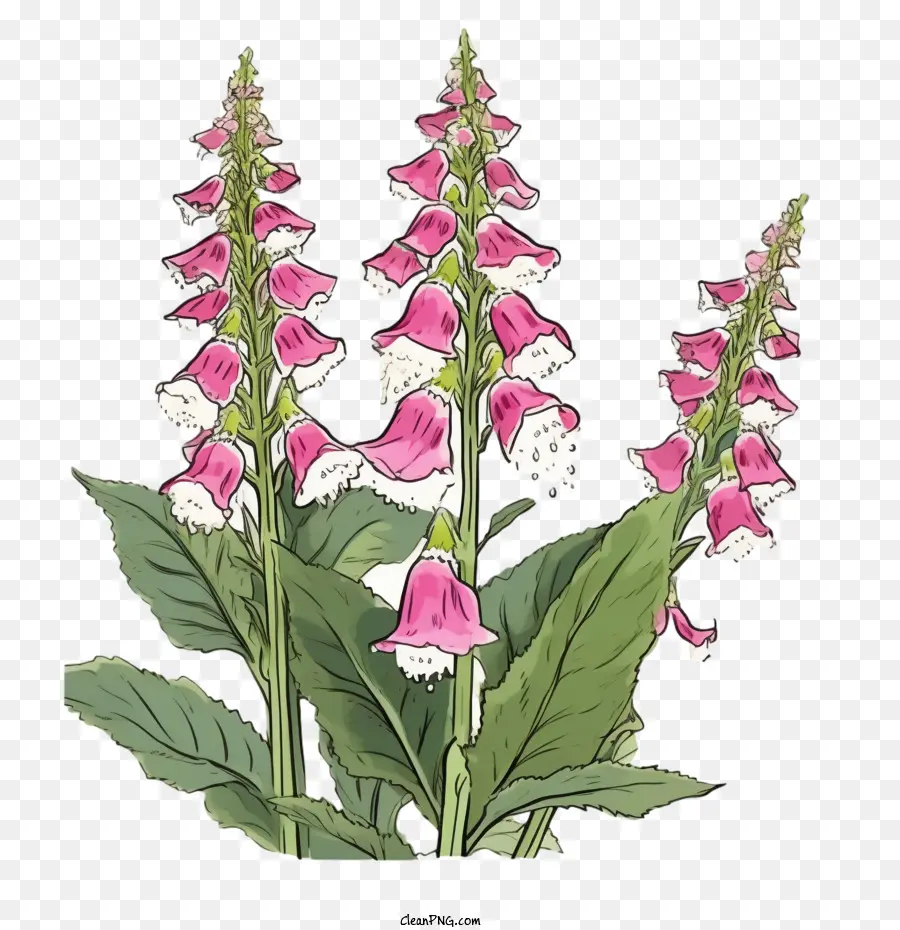 Fleur De Digitale，Fleurs PNG