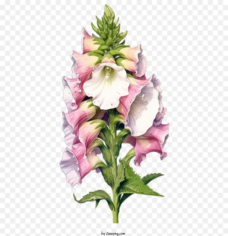 Fleur De Digitale，Fleur PNG