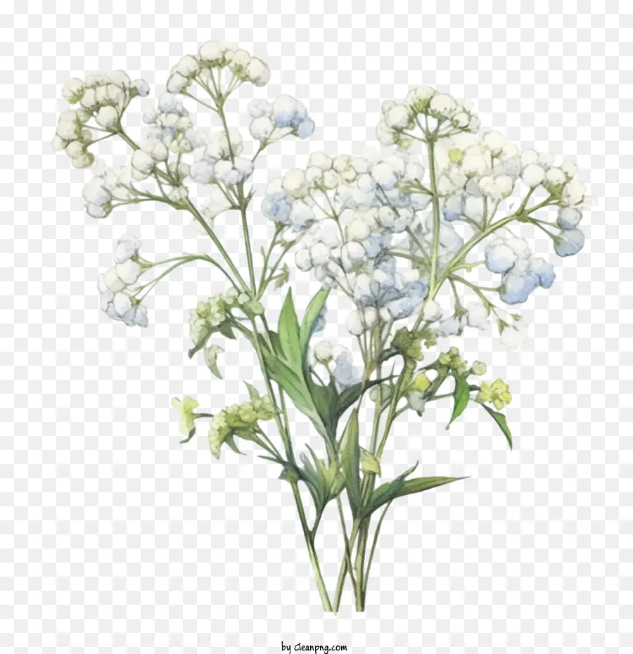 Fleur De Souffle De Bébé，Fleurs Blanches PNG