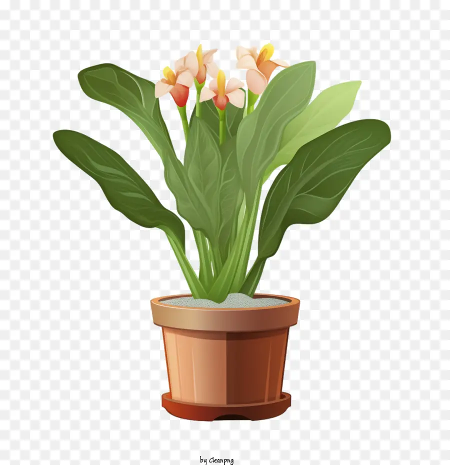 Plante Canna Lilly，Plante En Pot PNG