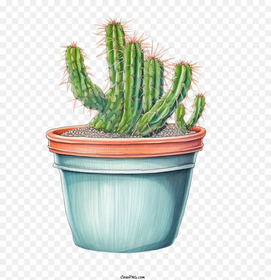 Succulent，Cactus Vert PNG