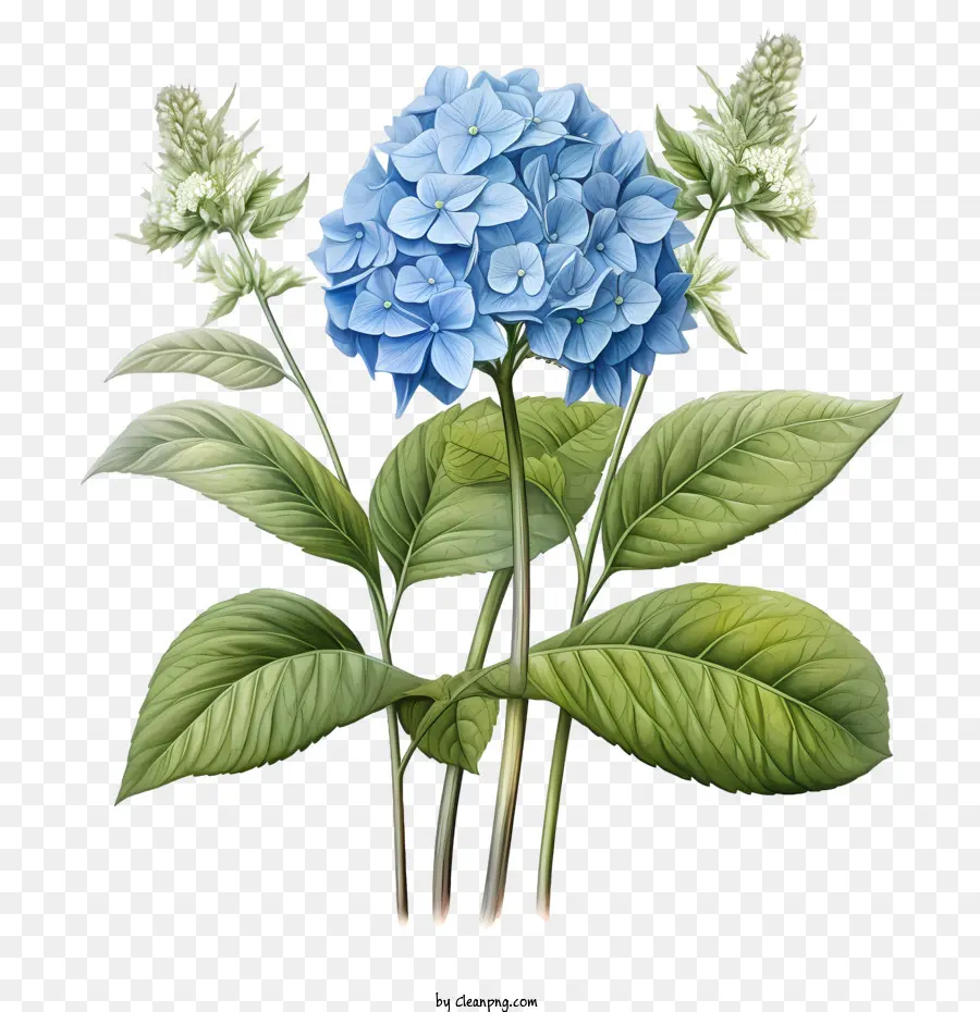 Fleur D'hortensia，Hortensia PNG