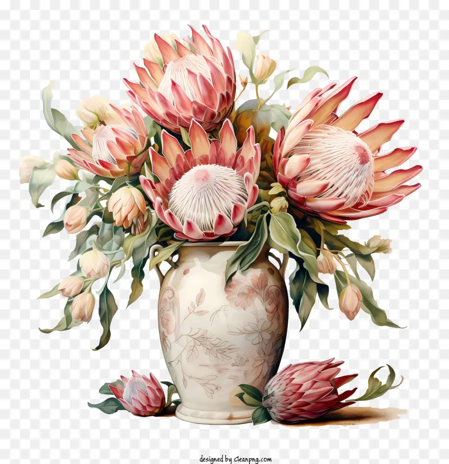 Fleur De Protéa，Fleurs PNG