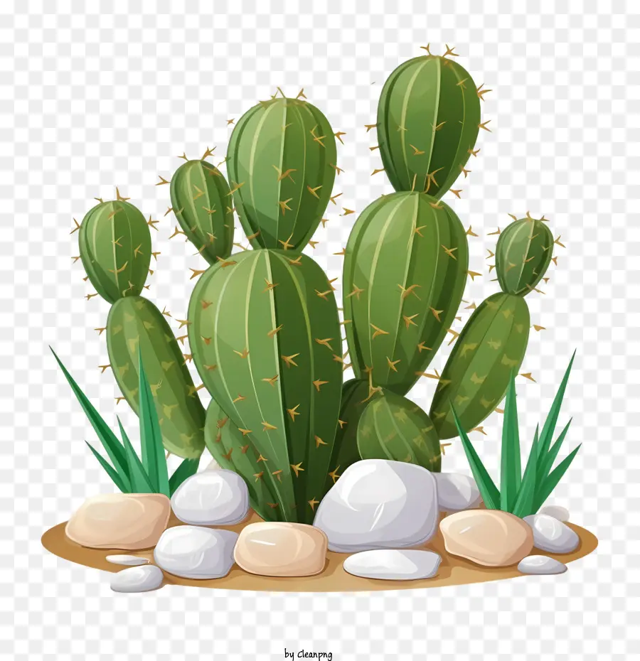 Cactus，Succulent PNG