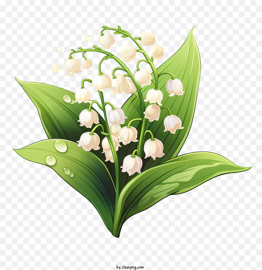 Muguet，Feuilles PNG