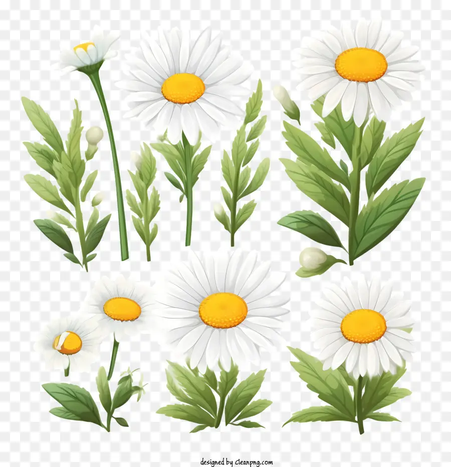 Fleur De Marguerite，Marguerites PNG