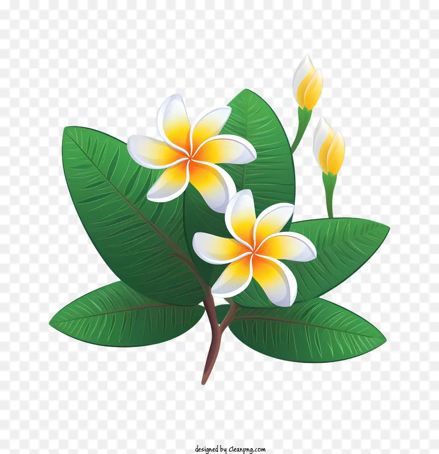 Fleur De Frangipanier，Fleurs Blanches PNG