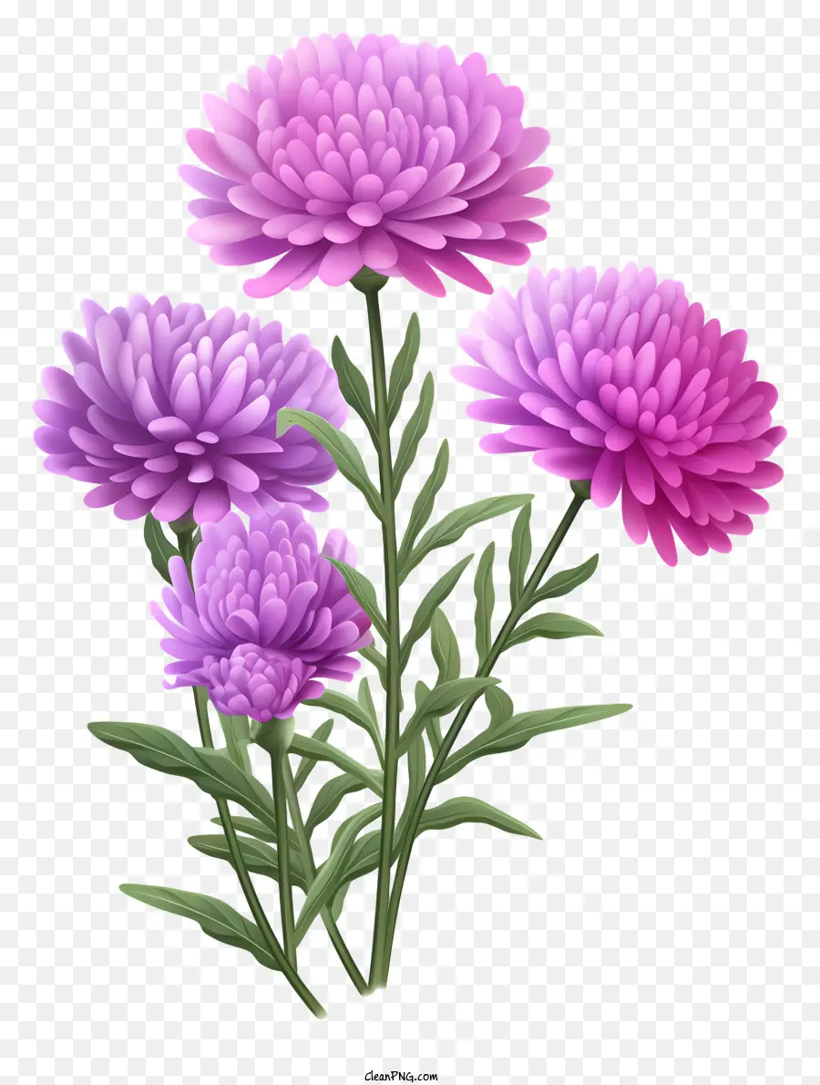 Chrysanthèmes Violets，Fleur Violette PNG