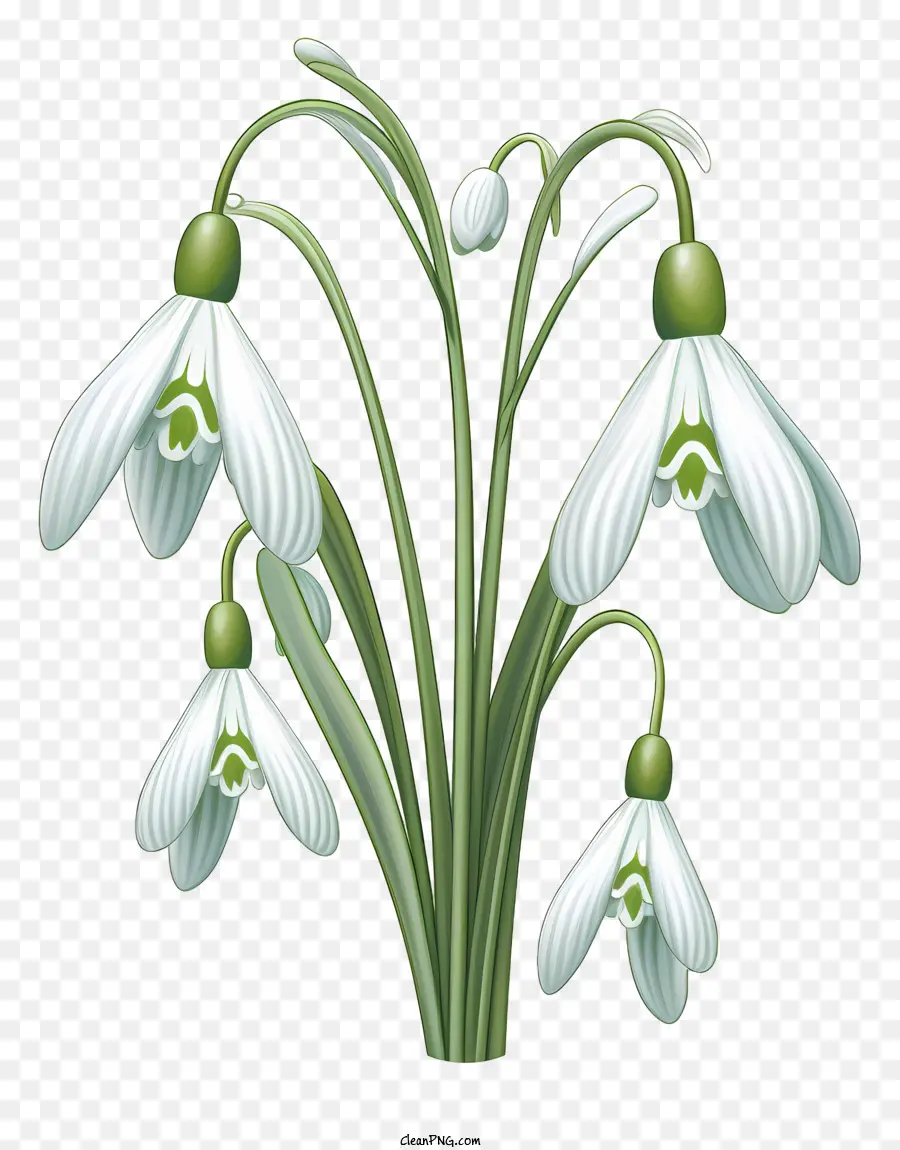 Perce Neige，Fleur De Perce Neige PNG