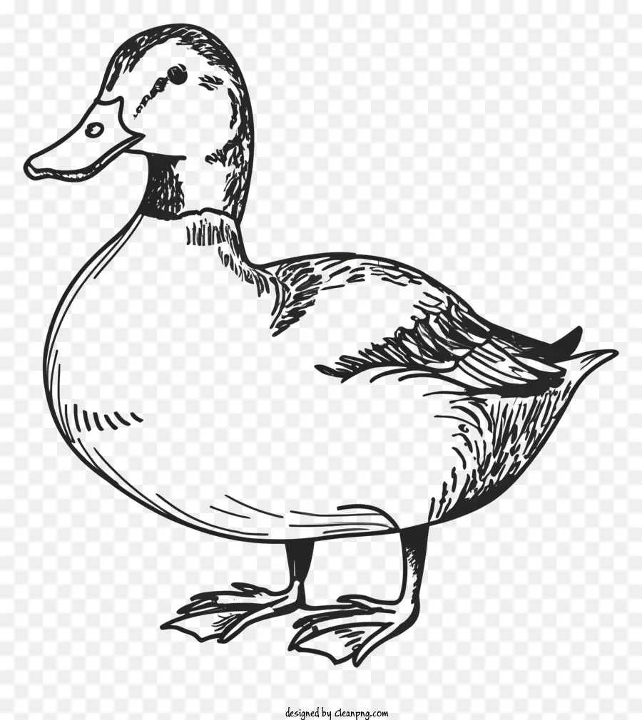 Dessin Noir Et Blanc，Canard PNG