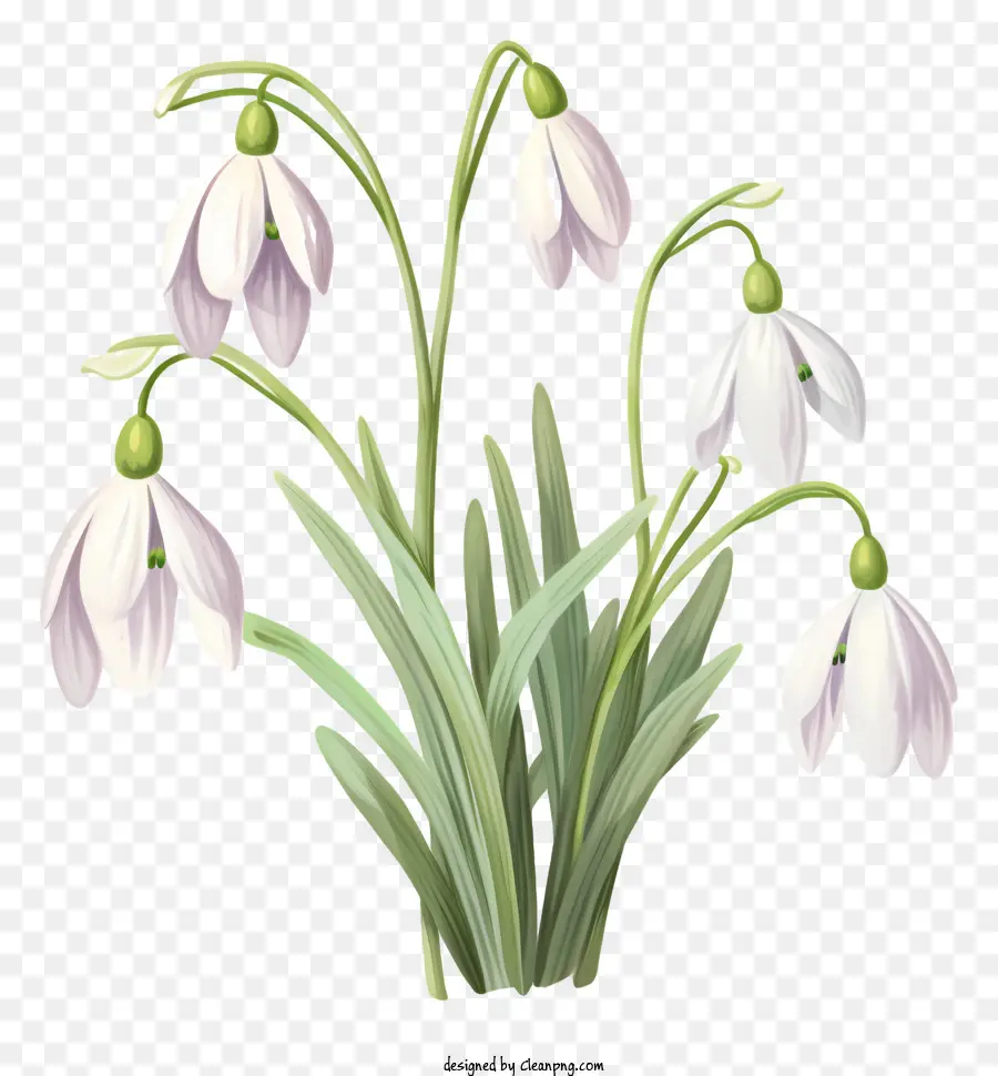 Fleurs Blanches，Fleurs De Perce Neige PNG