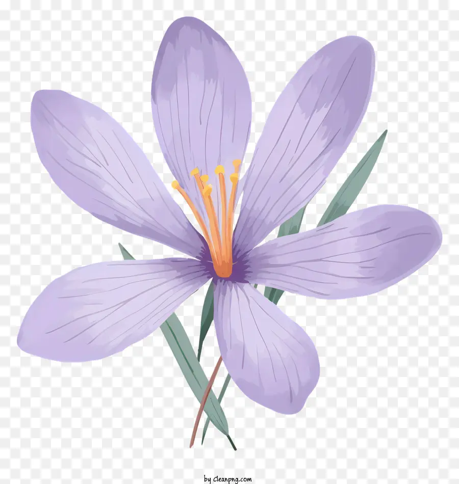 Fleur Violette，Fleurir PNG