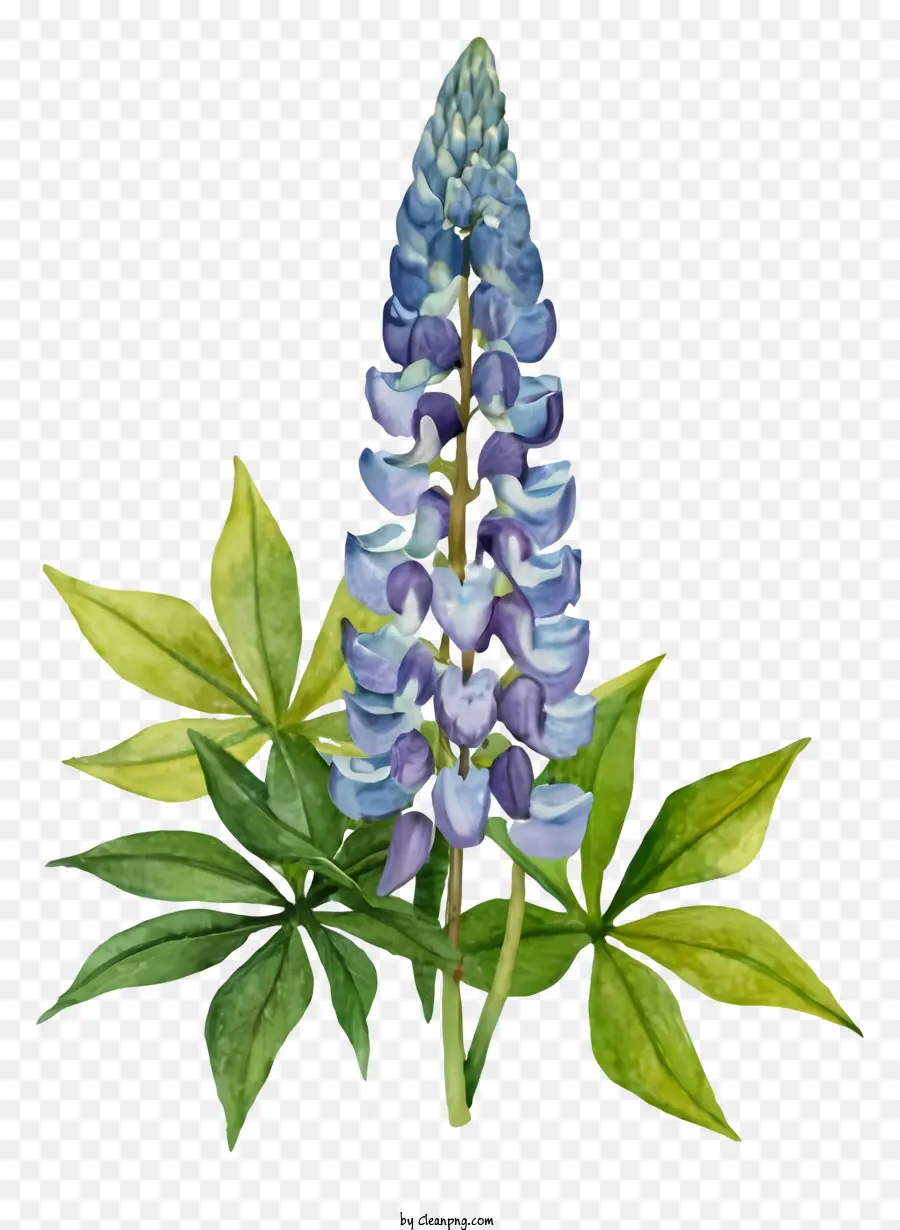 Fleur De Lupin，Fleur PNG