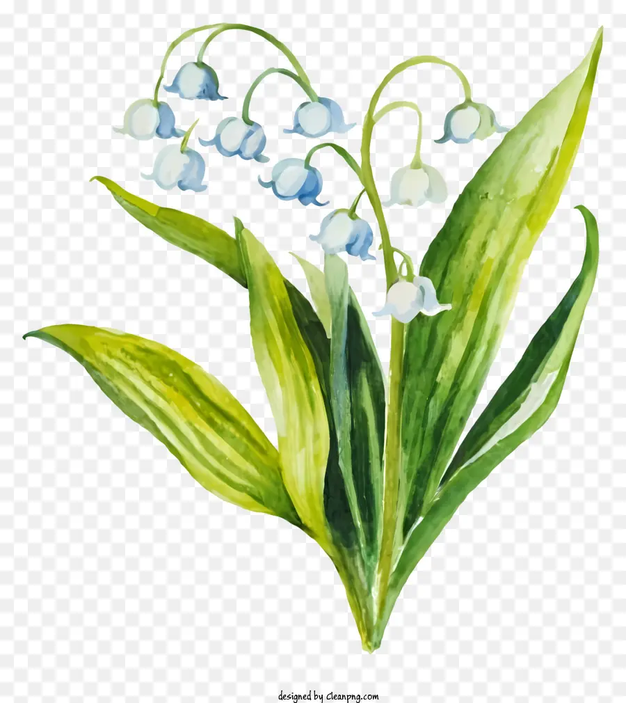 Fleurs Aquarelles，Muguet PNG