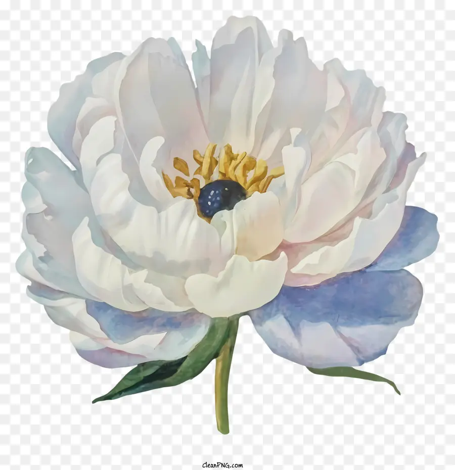 Pivoine Blanche，Fleur Blanche Et Bleue PNG