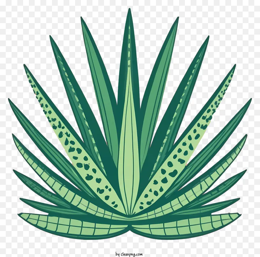 Plante Verte，Agave PNG