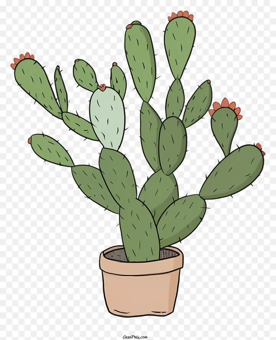 Cactus De Dessin Animé，Cactus Vert PNG