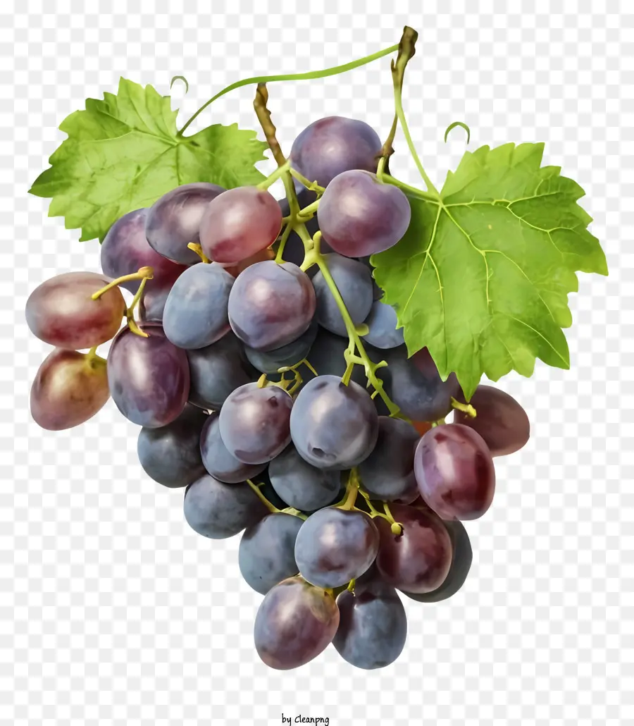 Raisins Violets，Raisins PNG