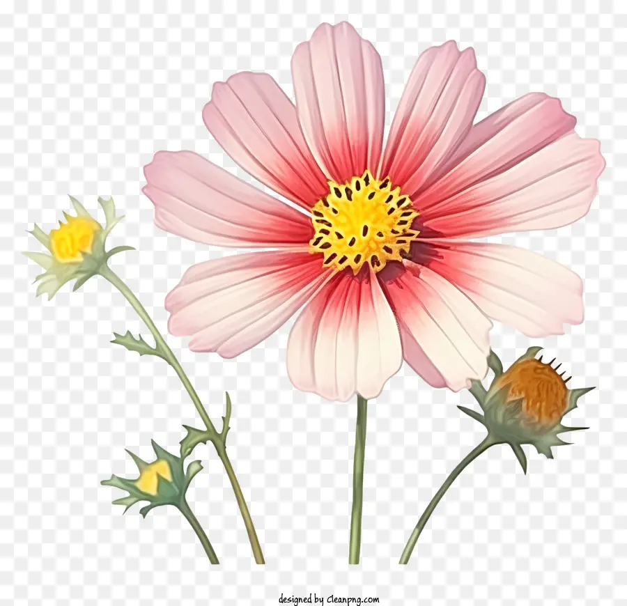 Fleur De Cosmos Aquarelle，Marguerite Blanche PNG