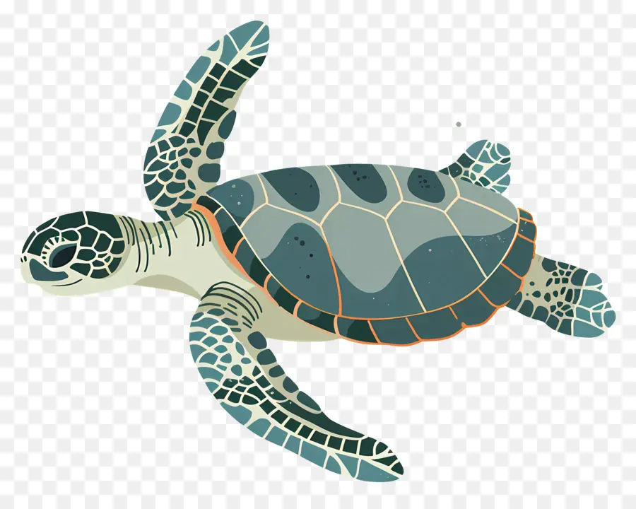 Tortue De Mer，Tortue Rouge PNG