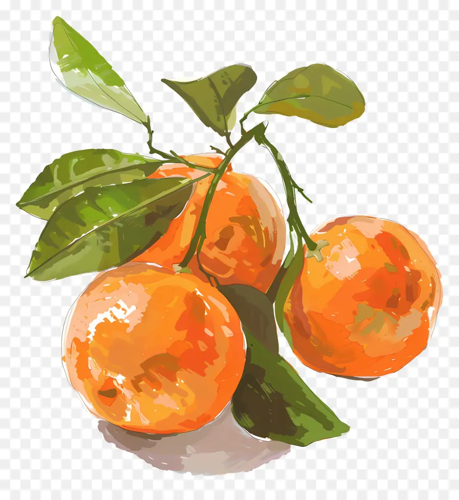 Clémentines，Oranges PNG