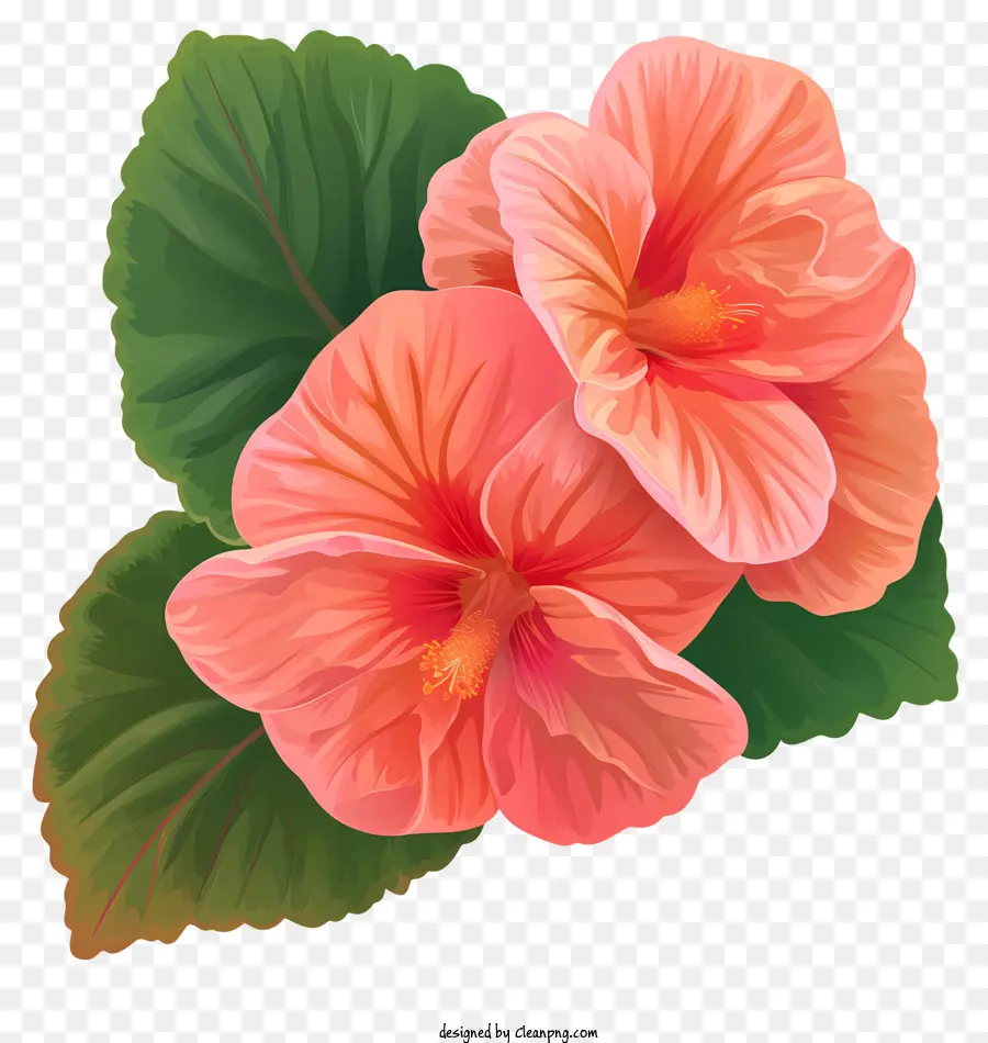 Bégonia，Fleurs PNG