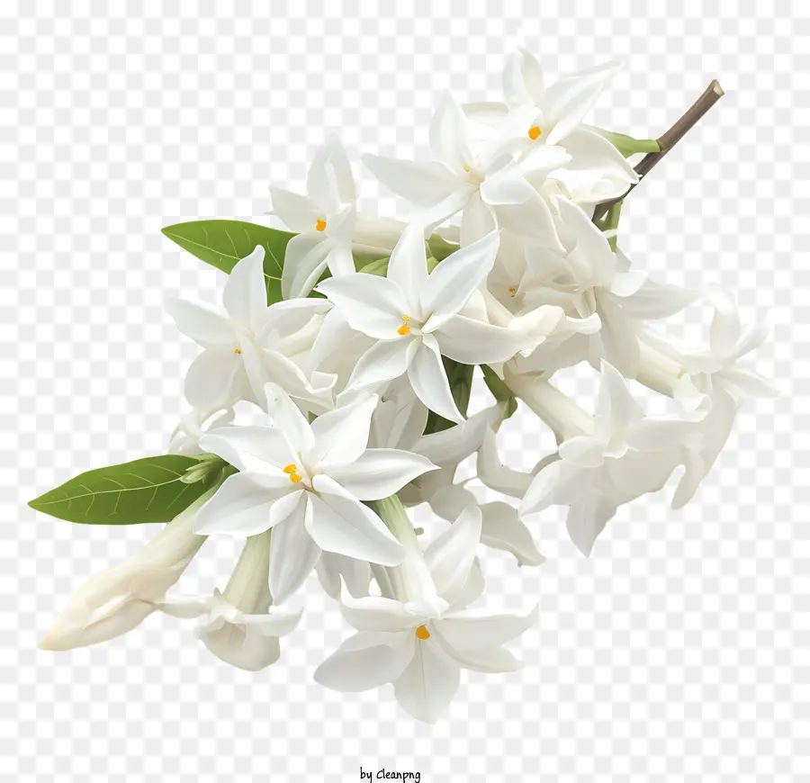 Jasmin étoilé Blanc，Fleurs Blanches PNG