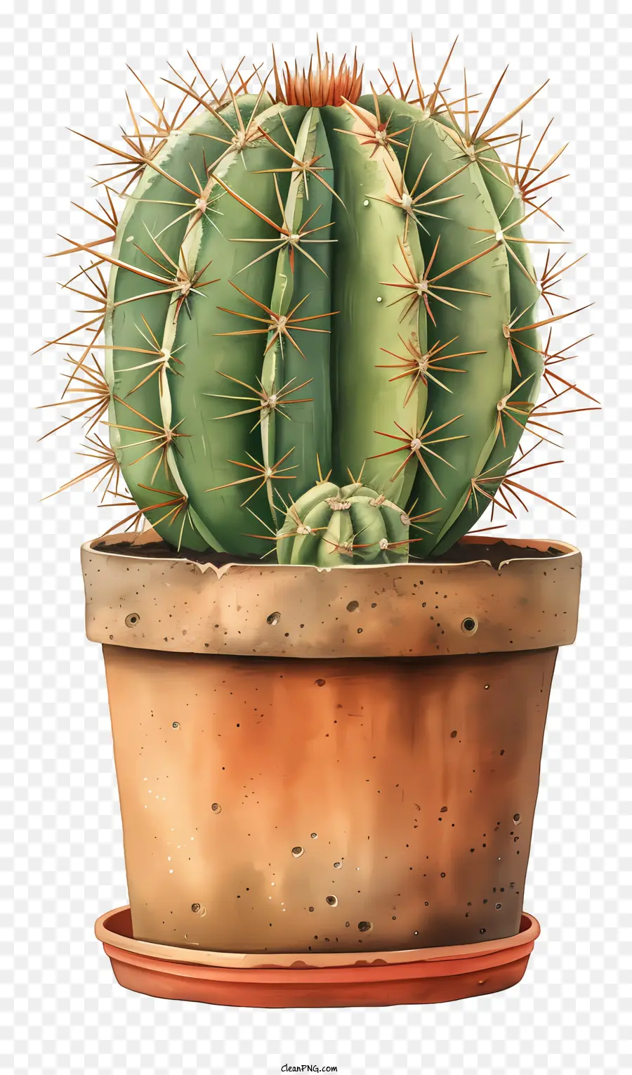 Cactus En Pot，Cactus PNG