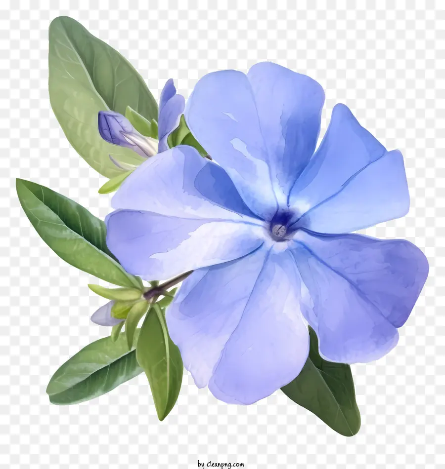 Vigne à Fleurs Bleues，Fleur PNG