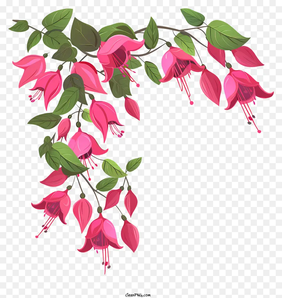 Fleurs Fuchsia，Fleurs Roses PNG