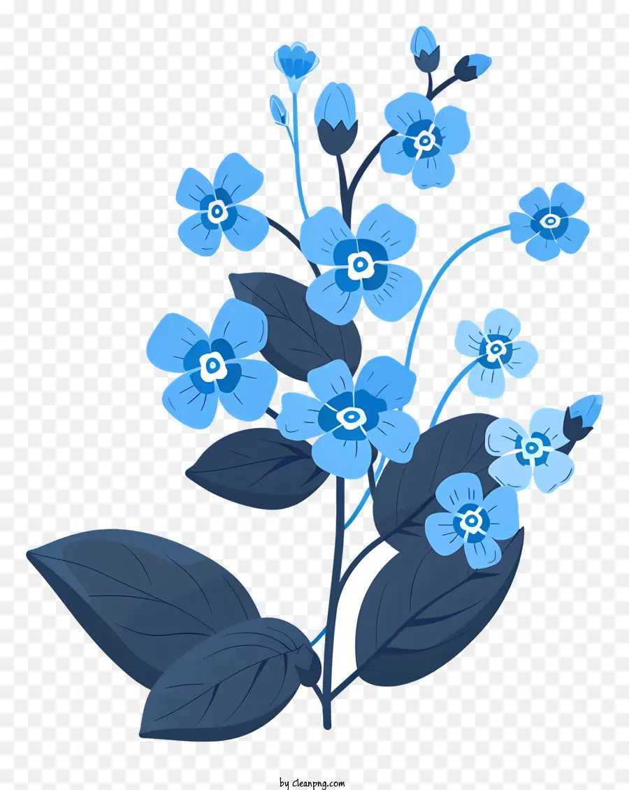 Myosotis Avec Des Feuilles，Fleurs Bleues PNG