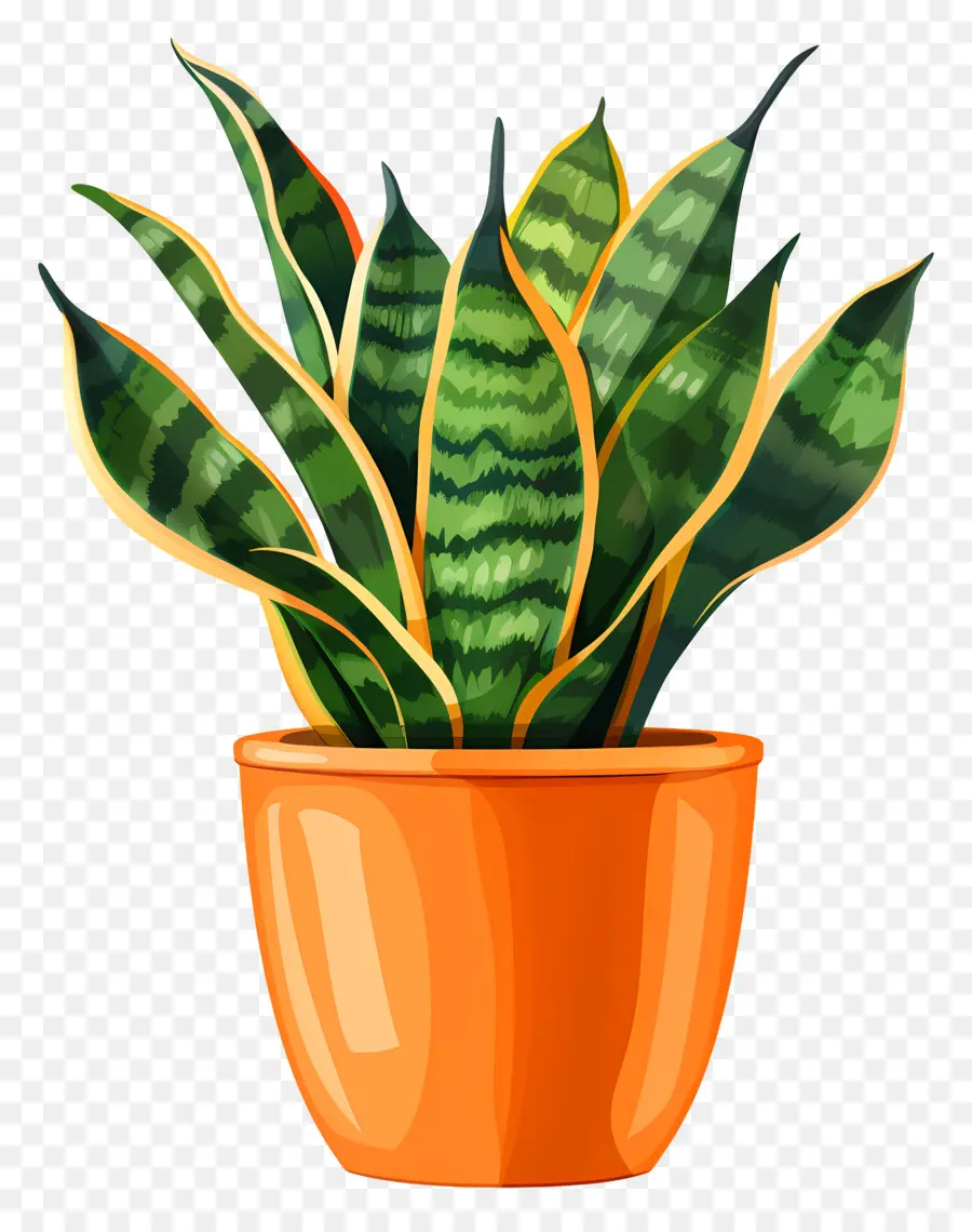 Plante De Sansevieria，Plante Verte Et Jaune PNG