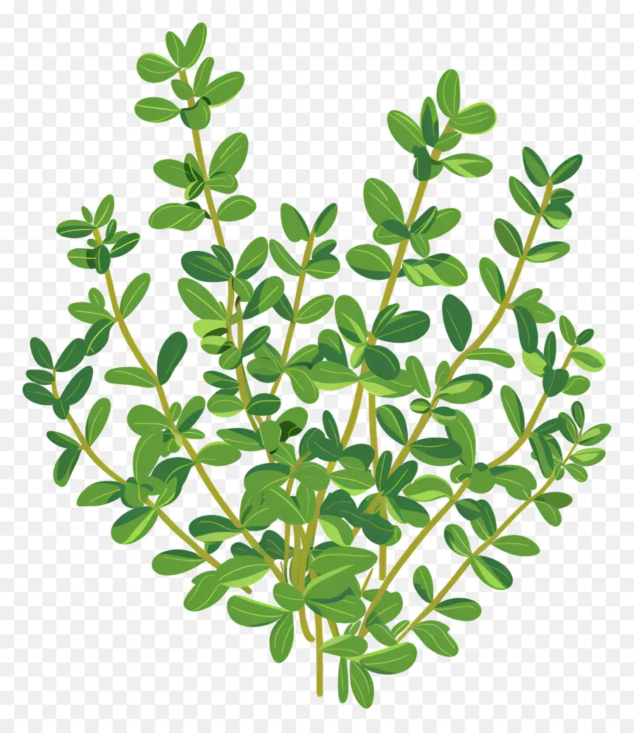 Thym，Plante Verte PNG