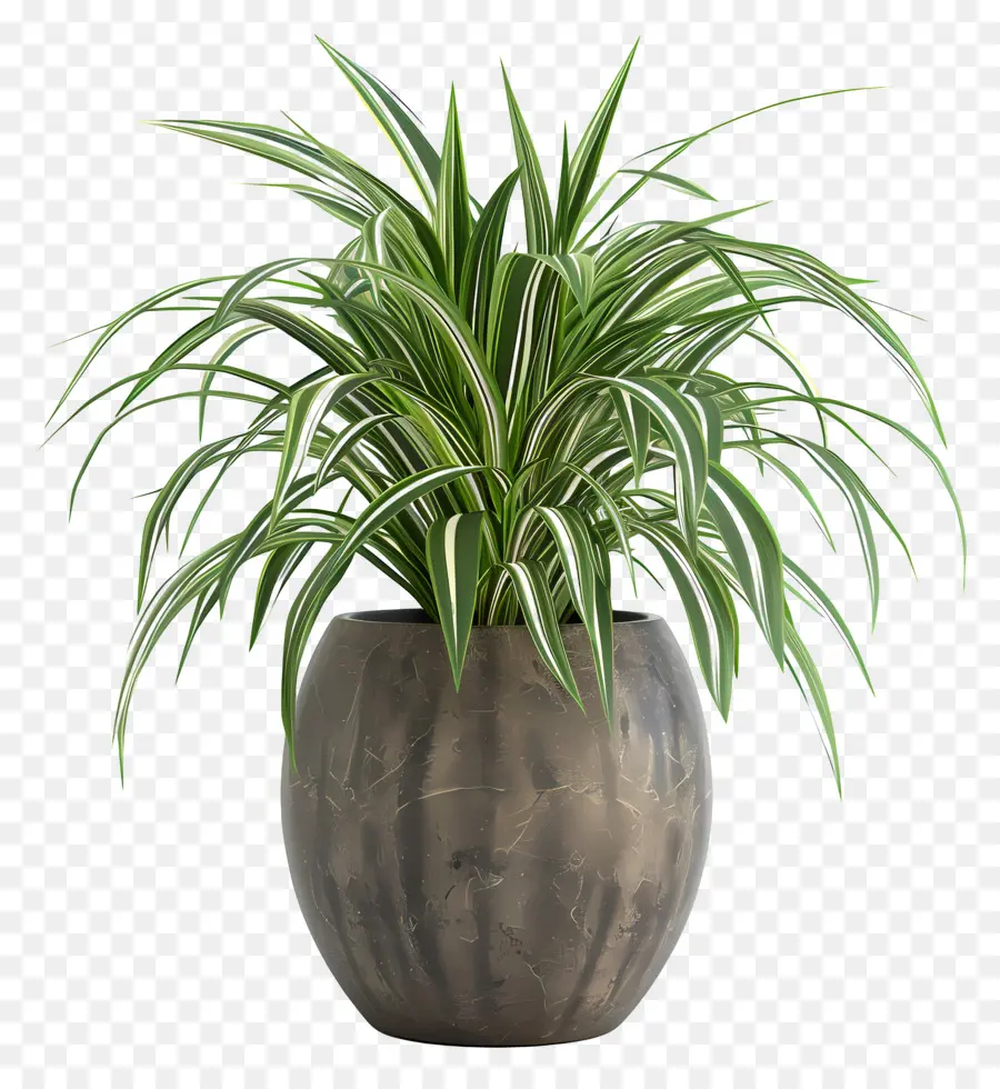 Liriope Panaché，Plante En Pot PNG