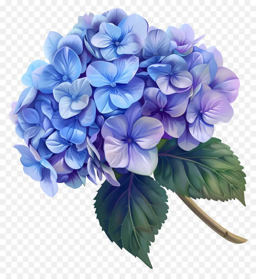 Petite Hortensia Bombasse，Hortensia Bleu PNG