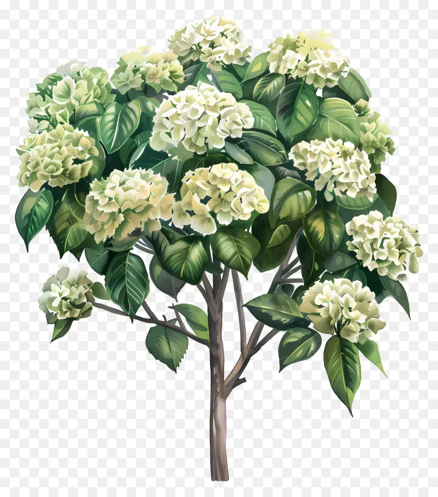 Hortensia Tropical，Fleurs D'hortensia PNG