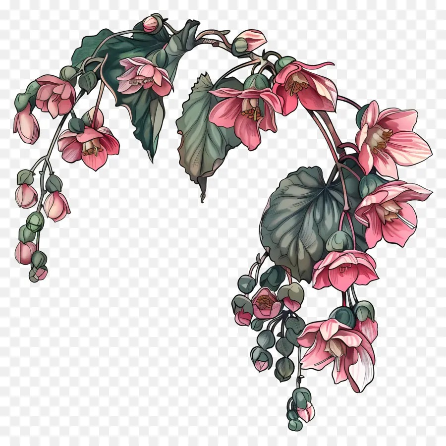 Bégonias，Fleurs Roses PNG