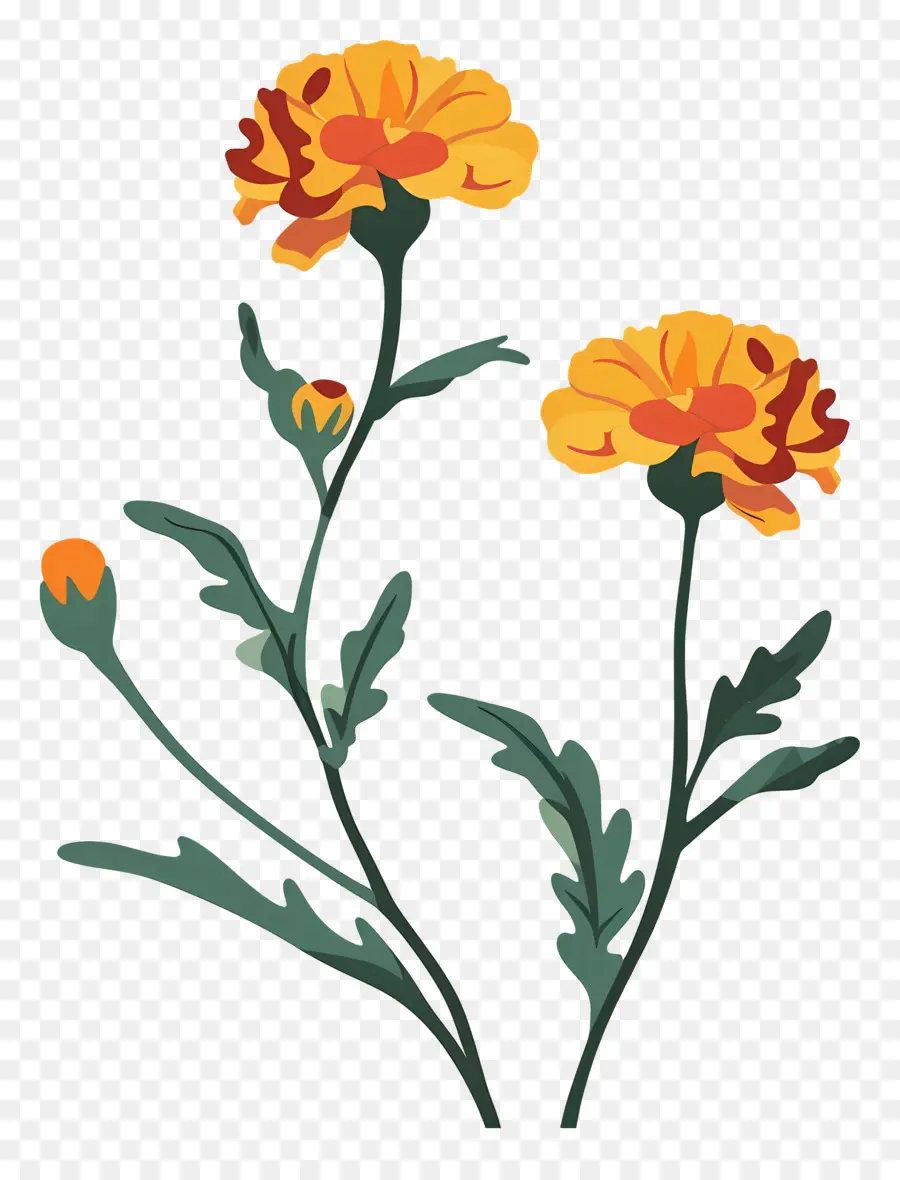 Soucis，Fleurs Oranges PNG