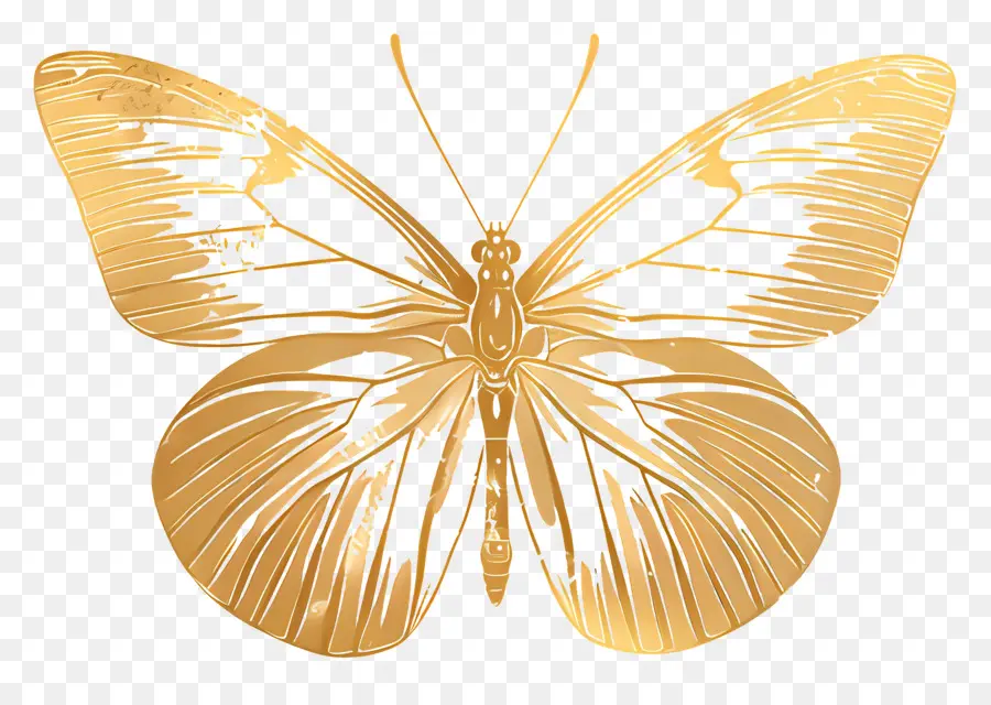 Papillon D'or，Papillon PNG