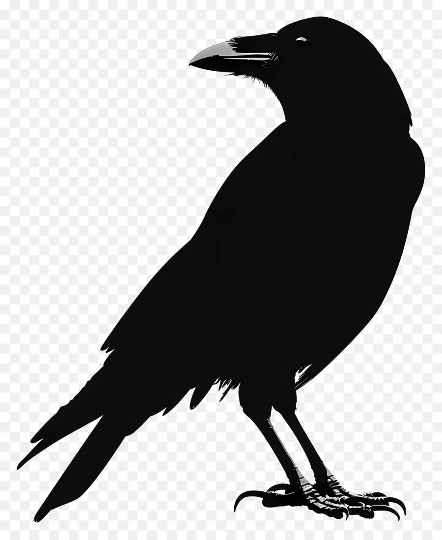 Silhouette De Corbeau，Corbeau Noir PNG