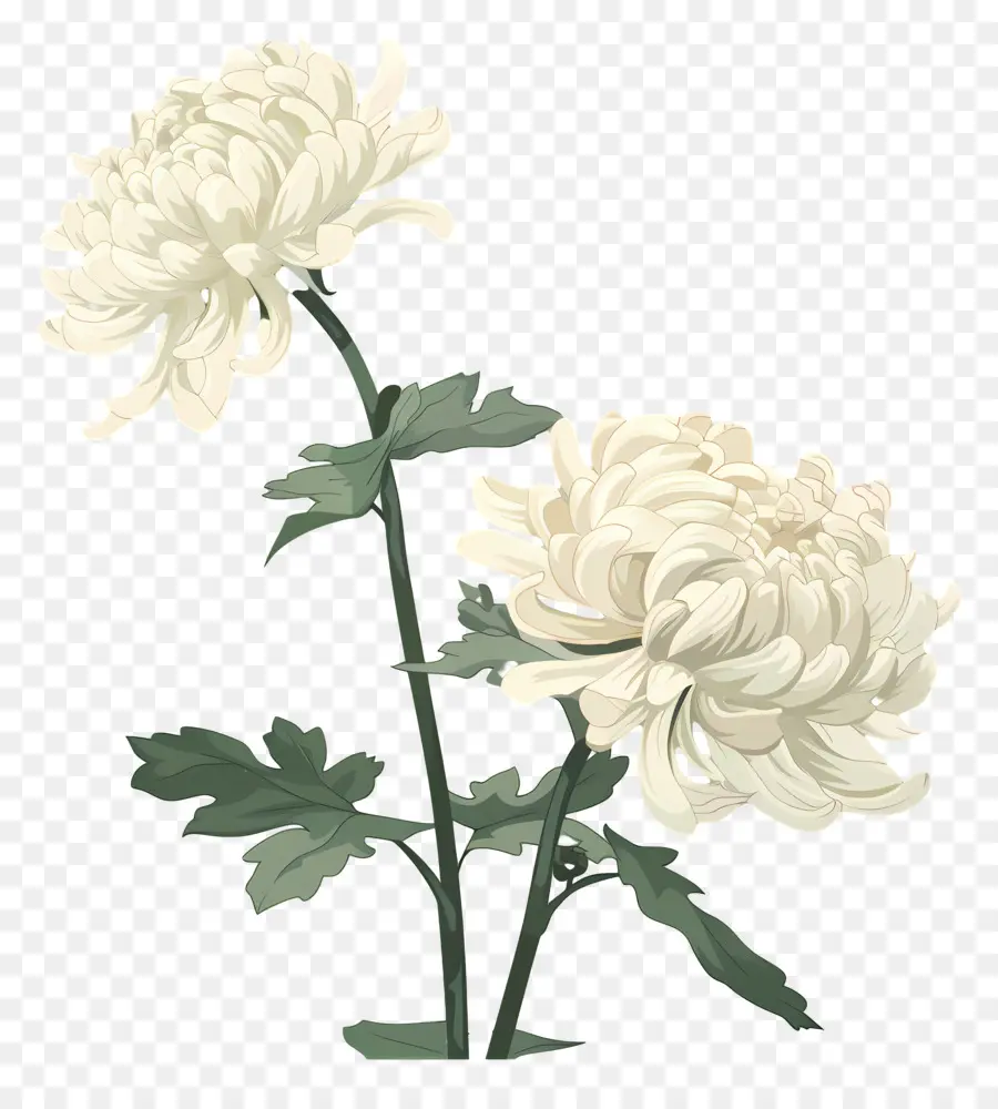 Chrysanthèmes，Fleurs Jaunes PNG