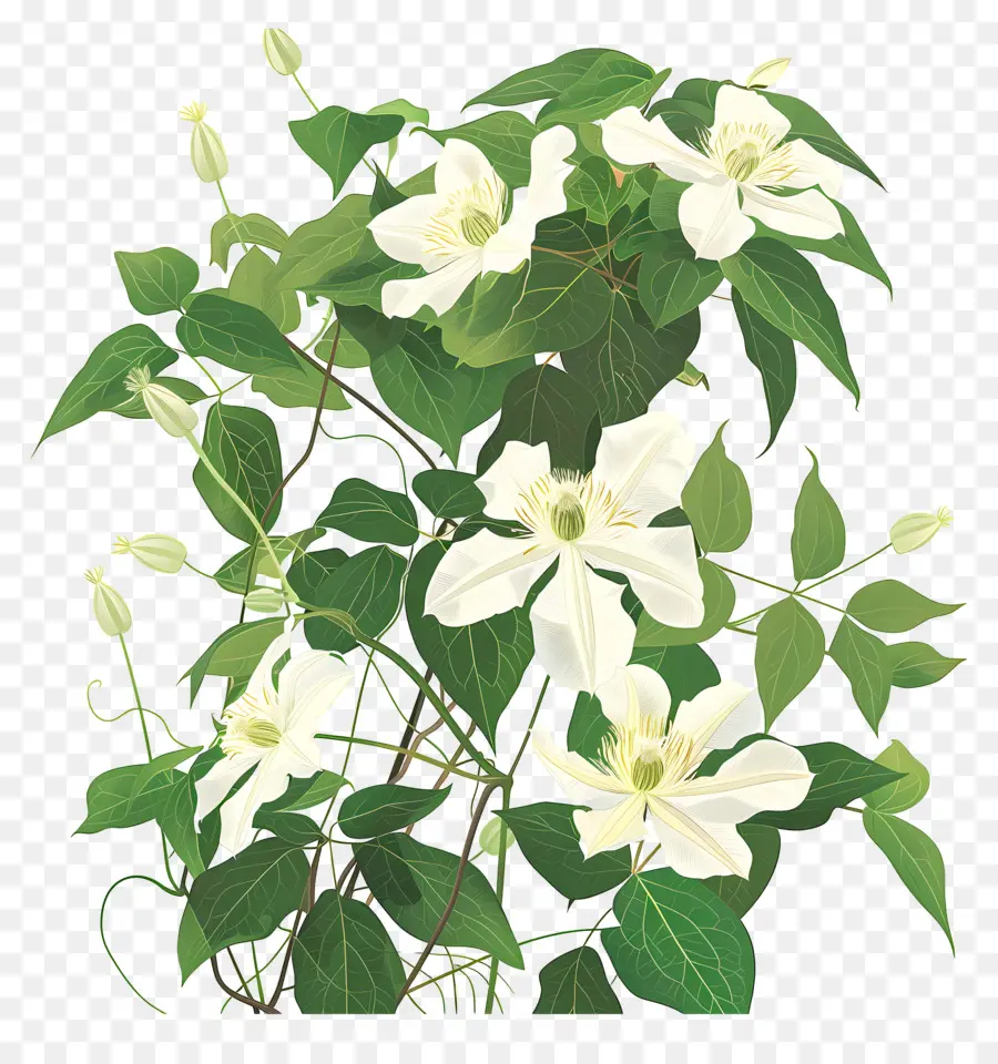 Vigne Clématite，Fleurs Blanches PNG