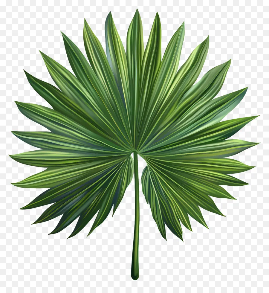 Feuille Tropicale，Feuille Verte PNG