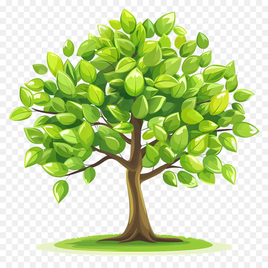 Arbre Vert，Arbre PNG