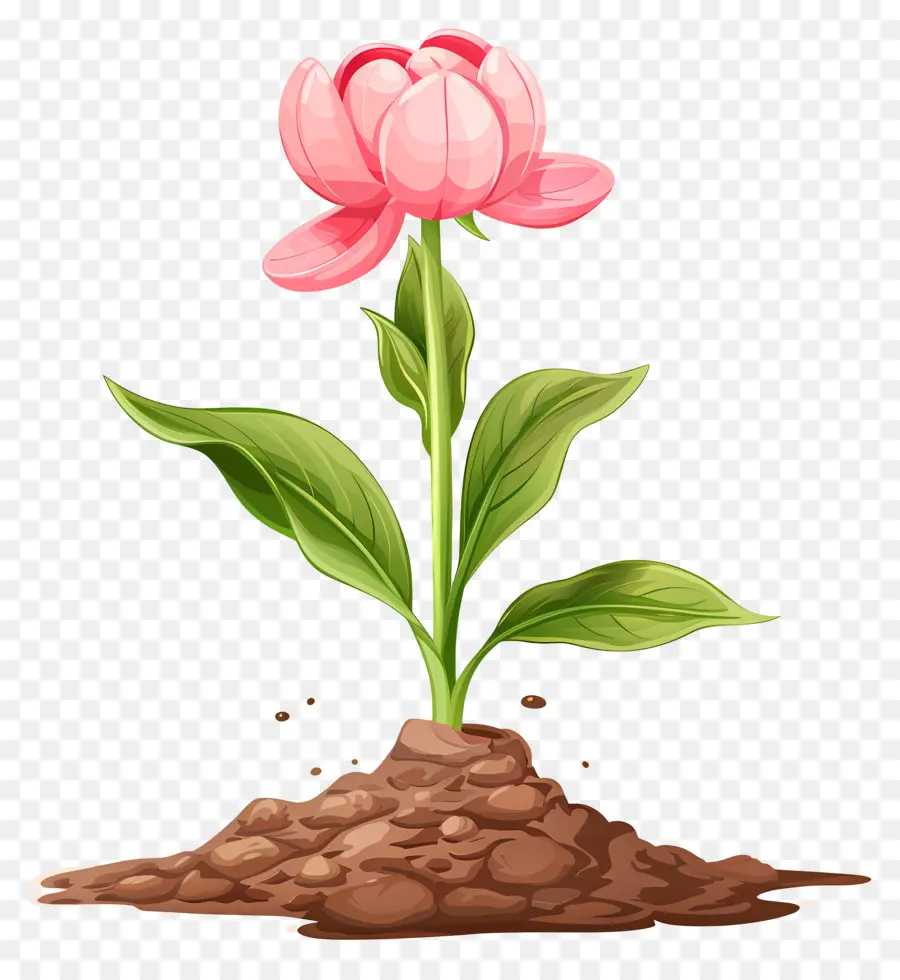 Fleur Rose，Fleur PNG