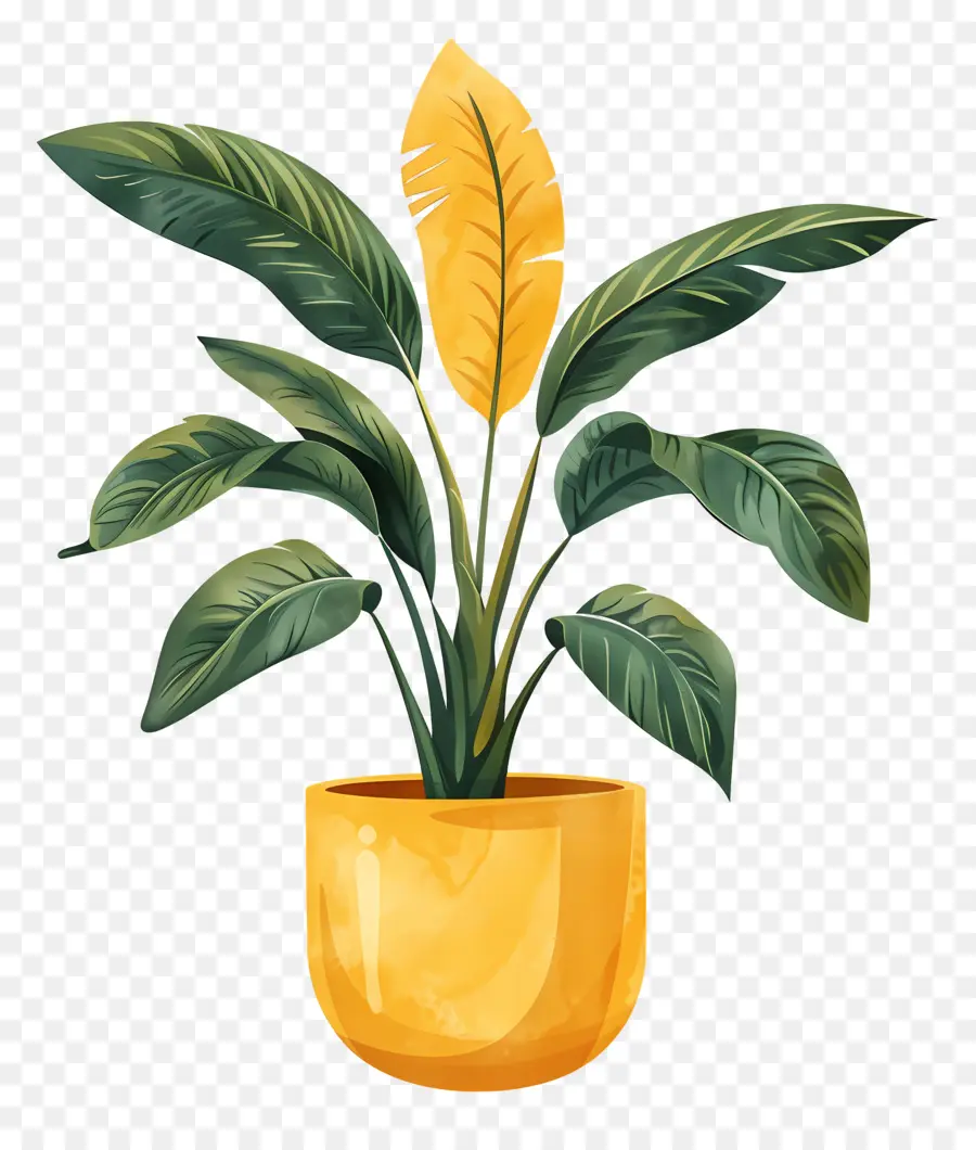 Plante D'intérieur，Plante En Pot PNG