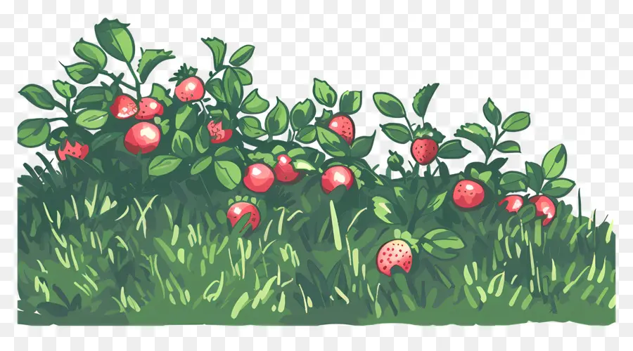 Herbe Des Champs De Fraises，Plants De Fraisiers PNG