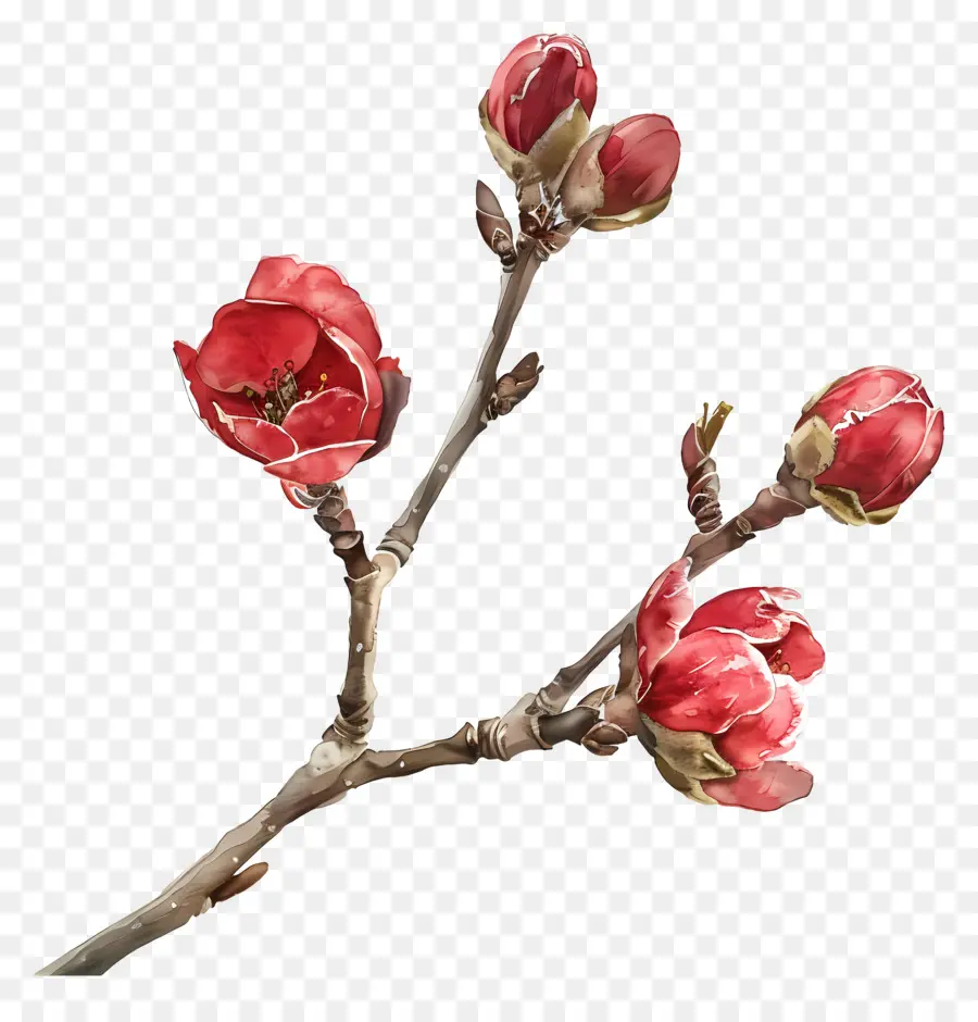 Fleurs Aquarelles，Branche Avec Bourgeons PNG