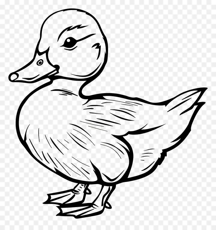 Canard，Oiseau PNG