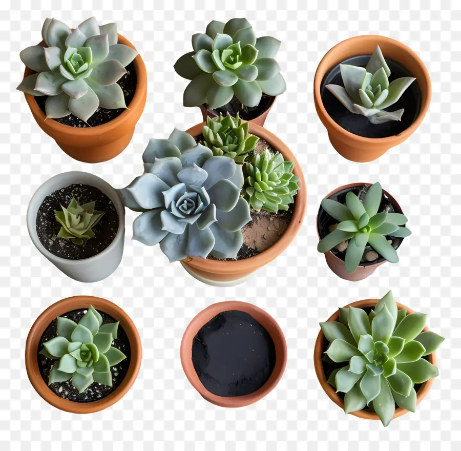 Succulente En Pot，Plantes Succulentes PNG